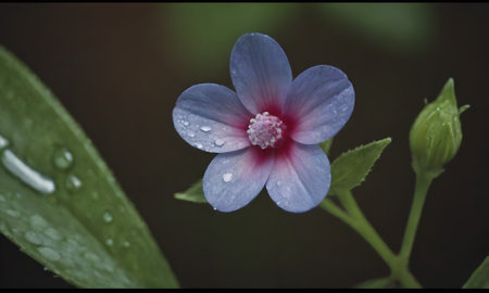 Flower of a hibiscus syriacus with raindropsの写真素材