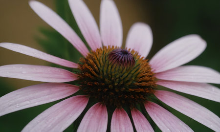 Echinacea purpurea, coneflower, close upの写真素材