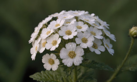 White flowers of Achillea millefolium, also known as common yarrow.の写真素材