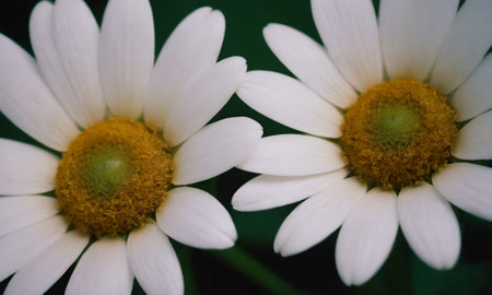 Close up of white daisies with shallow depth of field.の写真素材