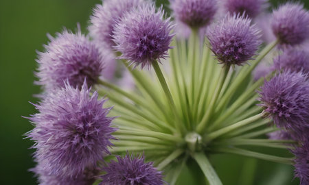 Purple Allium (Allium giganteum) flowers.の写真素材