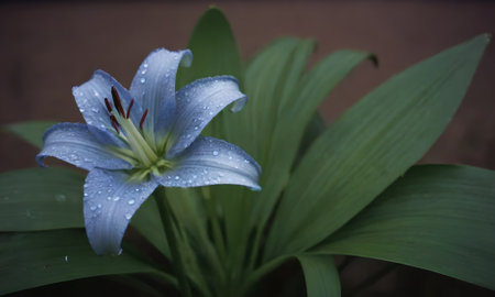 Beautiful blue lily with raindrops on the petals.の写真素材