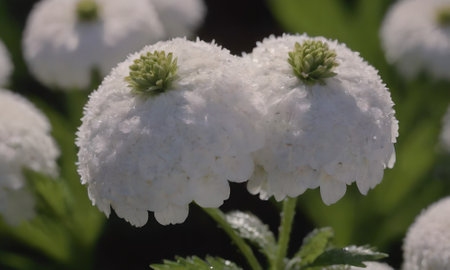 Beautiful white flowers in the garden, close-up, macro photography