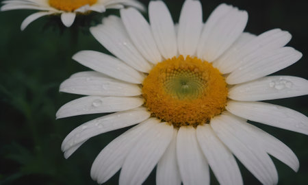 White daisy flower with water drops on petals close-upの写真素材