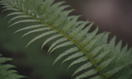 Fern leaves in the forest, close-up, selective focusの写真素材