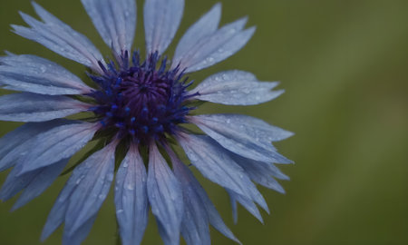 Close up of blue cornflower (Centaurea cyanus)の写真素材