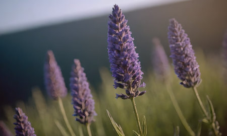 Lavender flowers in the sunset light. Selective focus.