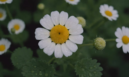 White camomile flower with water drops on the petals.の写真素材