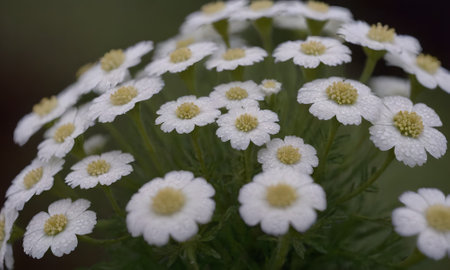 White chamomile flowers with dew drops on petalsの写真素材