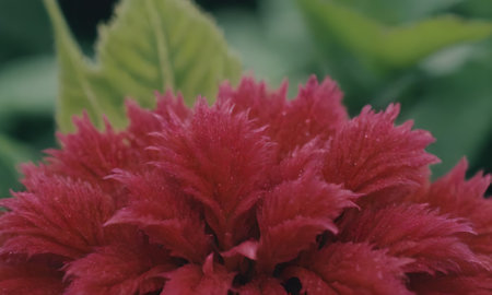 red flower in the garden with blur background,vintage color toneの写真素材