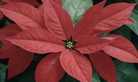 Red poinsettia, christmas flower, closeup of photoの写真素材