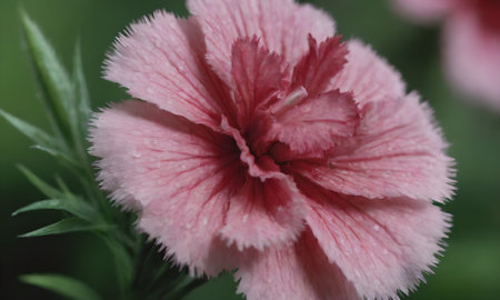 Carnation (Dianthus chinensis) is a species of flowering plant in the genus Dianthus.の写真素材