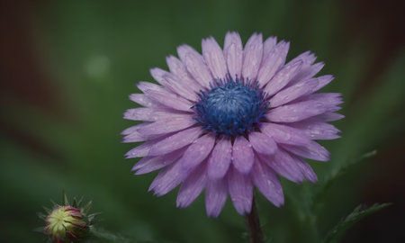 purple daisy flower with water drops on petals and green leavesの写真素材