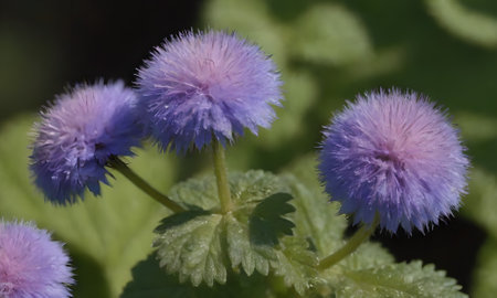 Purple flowers on a background of green leaves. Close-up.の写真素材