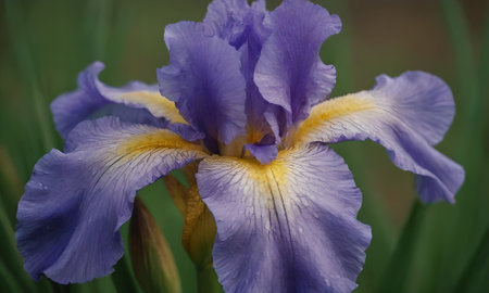 purple iris flower in the garden close up, macro photoの写真素材