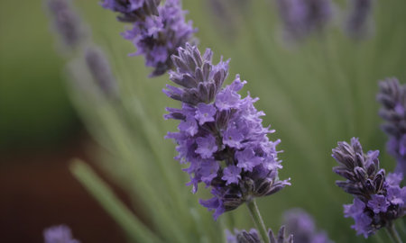 Lavender flowers in the garden, shallow depth of field.の写真素材