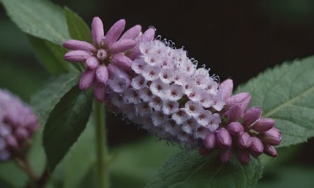 Purple flower with water droplets on the petals and green leavesの写真素材