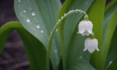 Lily of the valley (Convallaria majalis)の写真素材
