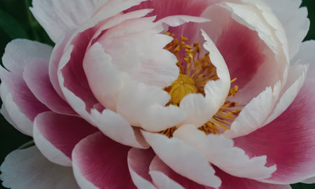 Close up of peony flower with white and pink petals.の写真素材