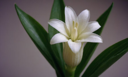 Beautiful white lily with green leaves on a gray background.の写真素材