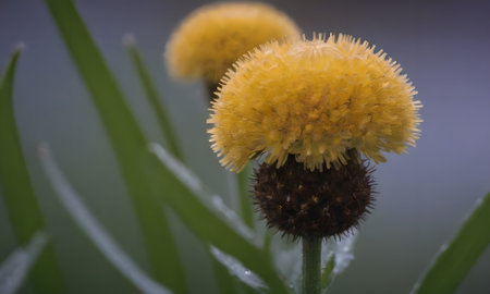 Close-up of a yellow flower on a background of green grassの写真素材