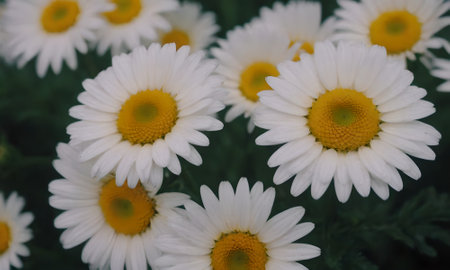 Beautiful white daisies in the garden. Selective focus.の写真素材
