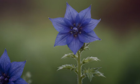 Close up of a blue flower in the garden on a blurred backgroundの写真素材