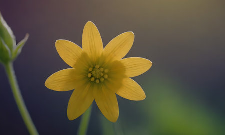 Yellow spring flower on a dark background. Soft focus, shallow depth of fieldの写真素材