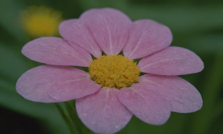 pink zinnia flower in the garden, close up shotの写真素材