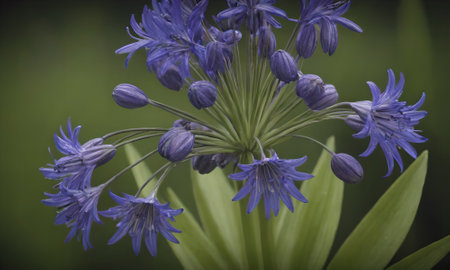 Close up of blue flowers of African Lily (Agapanthus africanus)の写真素材