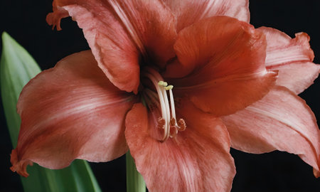 Hippeastrum is a genus of flowering plants in the iris family.の写真素材