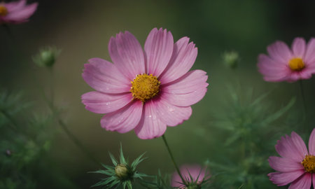 Cosmos flowers blooming in the garden. Floral background.の写真素材