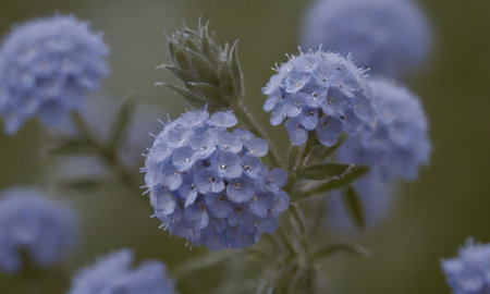 Close up of blue flowers in the garden. Macro photography. Selective focus.の写真素材