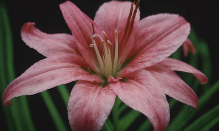 Beautiful pink lily flower on a dark background. Selective focus.の写真素材