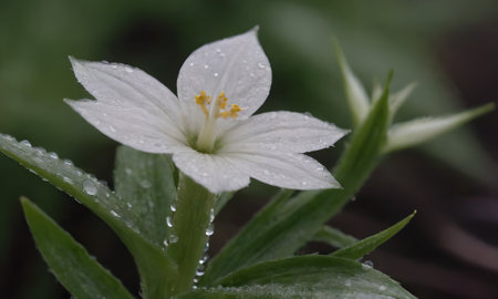Raindrops on a white flower with green leaves in the background.の写真素材