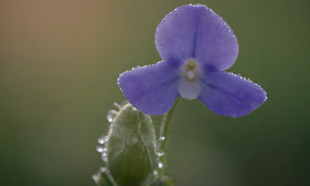 Close up of a violet flower with water droplets on the petalsの写真素材