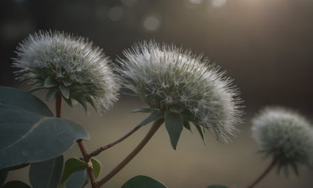Dandelion flower in the morning light. Close-up photo.の写真素材