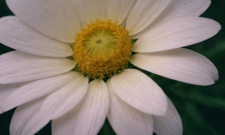 White daisy flower in the garden. Macro. Selective focus.の写真素材