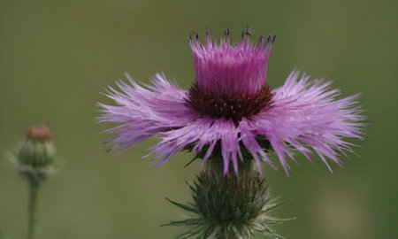 purple daisy flower with water drops on petals on green backgroundの写真素材