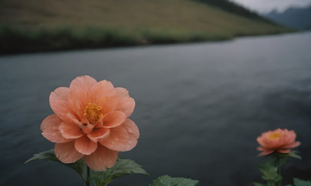Beautiful pink hibiscus flower on the background of the riverの写真素材