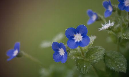 Veronica persica, small blue flowers in the garden, macroの写真素材