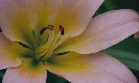 Close up of a pink lily with yellow stamens.の写真素材