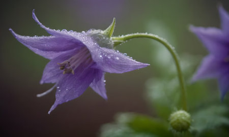 purple flower with water drops on the petals and green backgroundの写真素材