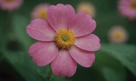 pink flower in the garden, soft focus, shallow DOFの写真素材