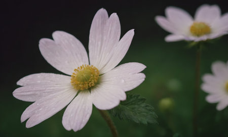 Anemone nemorosa, anemone nemorosaの写真素材