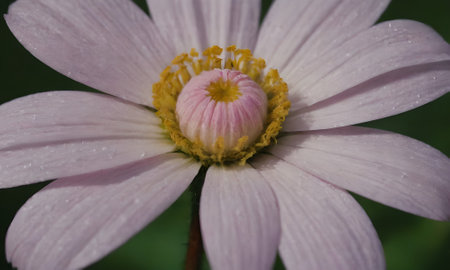 Close up of a white daisy with a pink center and yellow pollenの写真素材
