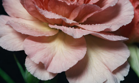 Close up of pink and white carnation flower in the garden.の写真素材