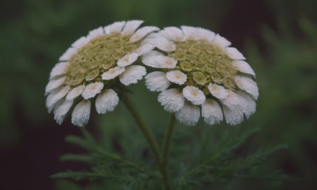Beautiful white chamomile flowers with water drops on petalsの写真素材