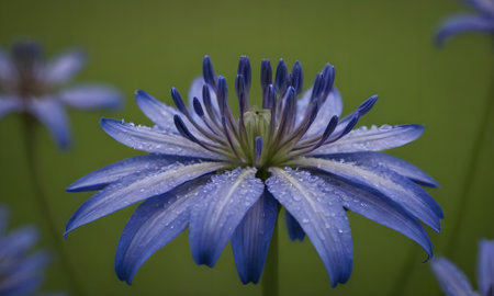 Beautiful blue flower with drops of dew on the petalsの写真素材
