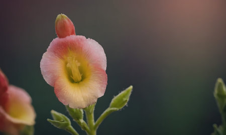 Close up of pink and yellow freesia flower in the gardenの写真素材